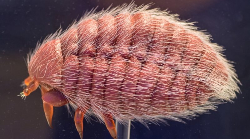 foto Dactylopius coccus